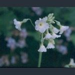 Picture of Primula alpicola