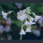Picture of Primula alpicola var. alpicola