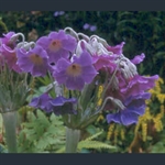 Picture of Primula alpicola 'Kevock Sky'