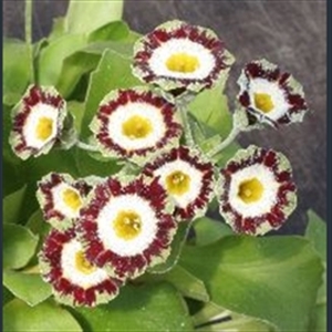 Picture of Primula auricula 'Polly'