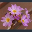 Picture of Primula auriculata