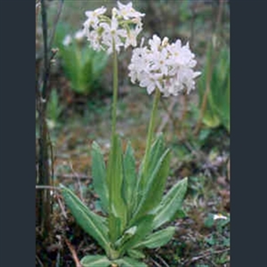 Picture of Primula chionantha subsp. chionantha