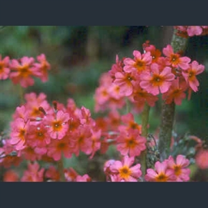 Picture of Primula x chunglenta