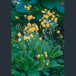 Picture of Primula cockburniana 'Kevock Sunshine'