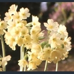 Picture of Primula elatior