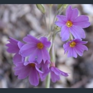 Picture of Primula elatior subsp. meyeri