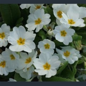 Picture of Primula 'Gigha'