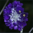 Picture of Primula glomerata