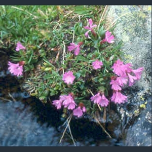 Picture of Primula integrifolia