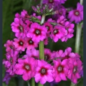 Picture of Primula japonica 'Carminea'