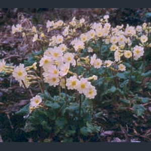 Picture of Primula 'Lady Greer'