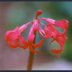 Picture of Primula maximowiczii var. maximowiczii