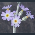 Picture of Primula mistassinica