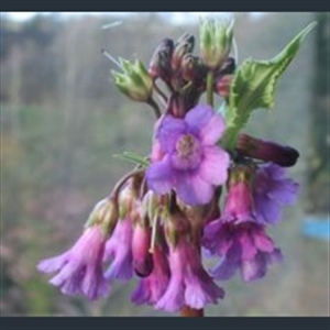 Picture of Primula miyabeana
