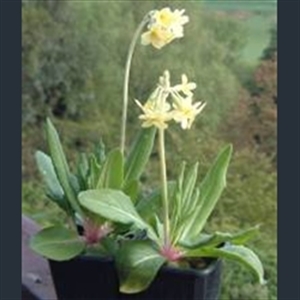 Picture of Primula orbicularis