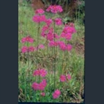 Picture of Primula poissonii