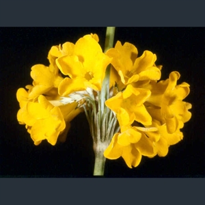 Picture of Primula prolifera