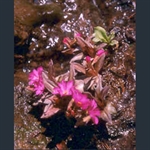 Picture of Primula rosea