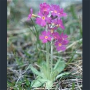 Picture of Primula scandinavica