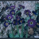 Picture of Primula scotica