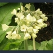 Picture of Primula sikkimensis var. pudibunda