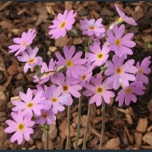 Picture of Primula stricta
