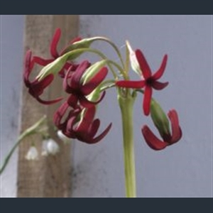 Picture of Primula tangutica