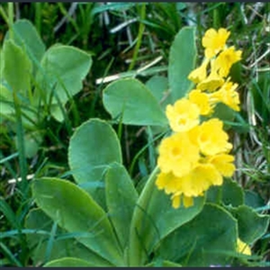 Picture of Primula x venusta