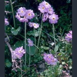 Picture of Primula zambalensis