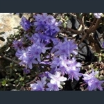 Picture of Rhododendron impeditum