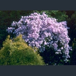 Picture of Rhododendron yunnanense