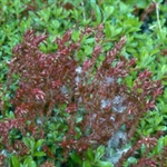Picture of Salix hylematica
