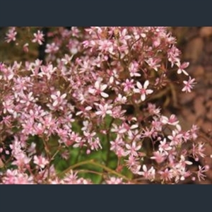 Picture of Saxifraga 'Clarence Elliott'
