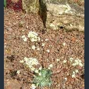 Picture of Saxifraga paniculata 'Doctor Clay'