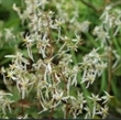Picture of Saxifraga fortunei 'Wada'