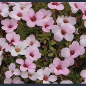 Picture of Saxifraga 'Mary Golds'