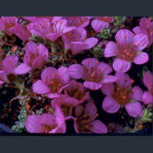 Picture of Saxifraga oppositifolia 'Splendens'