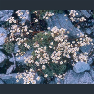 Picture of Saxifraga paniculata ex Austria