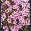Picture of Saxifraga 'Your Song'