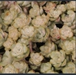 Picture of Sedum spathulifolium 'Capo Blanco'