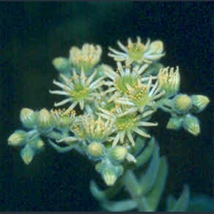 Picture of Sempervivum ciliosum var. borisii