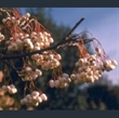 Picture of Sorbus cashmiriana