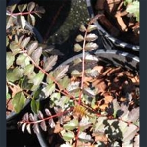 Picture of Sorbus aff. filipes