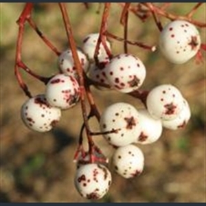 Picture of Sorbus maculata