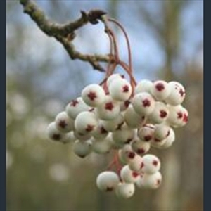 Picture of Sorbus microphylla agg.