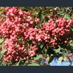 Picture of Sorbus pseudohupehensis