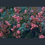 Picture of Sorbus reducta