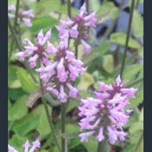 Picture of Betonica (Stachys) officinalis subsp. officinalis