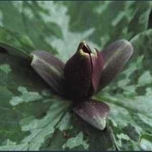 Picture of Trillium sessile