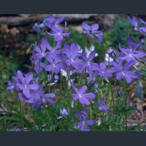 Picture of Viola cornuta